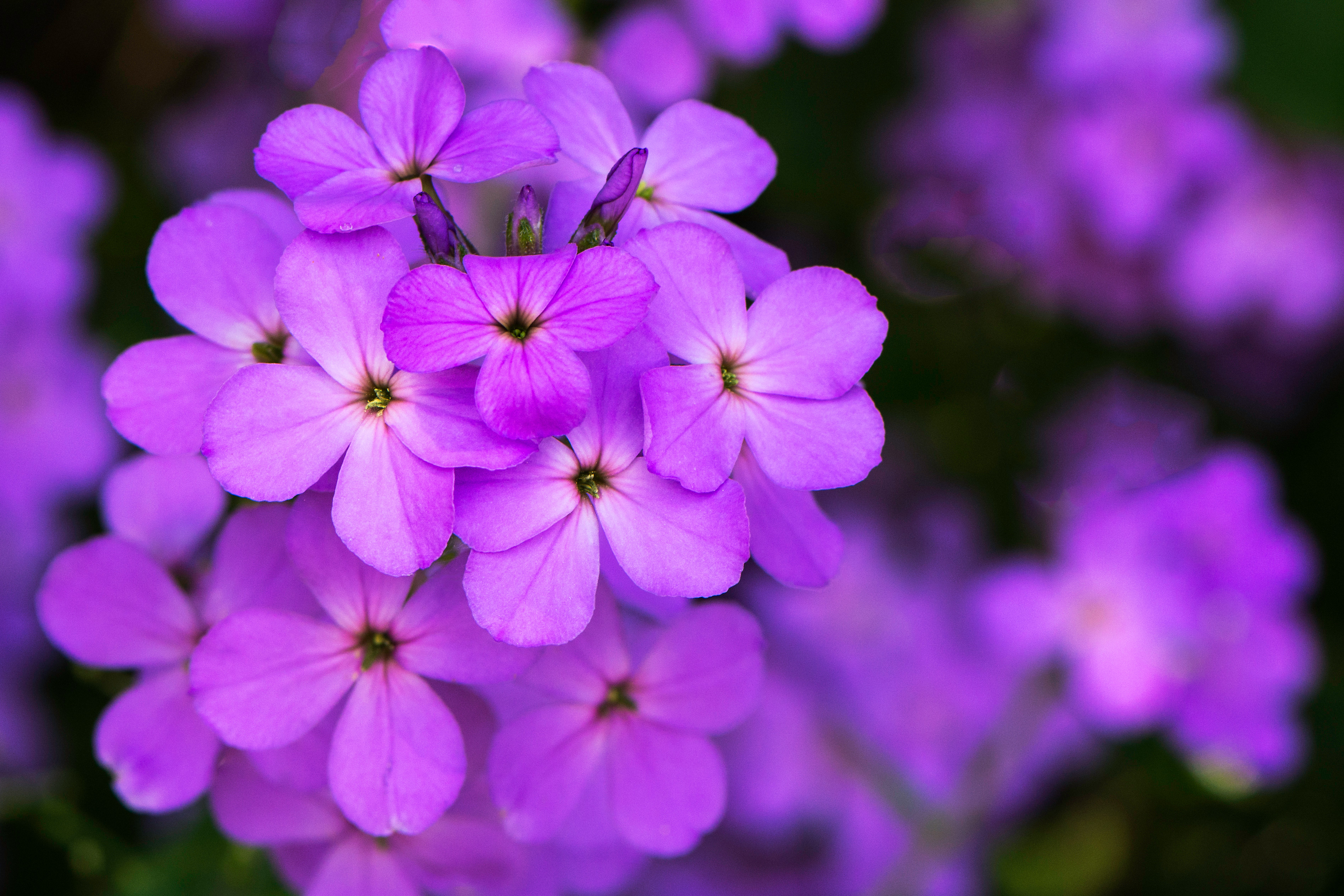 Image search: Violet Flower