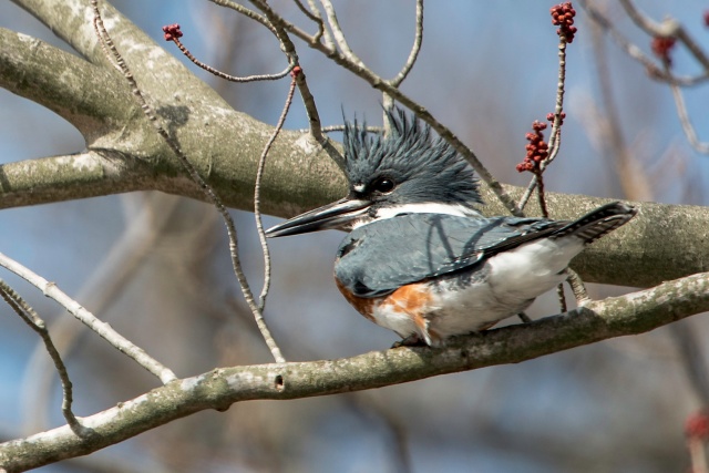 Belted-Kingfisher-8