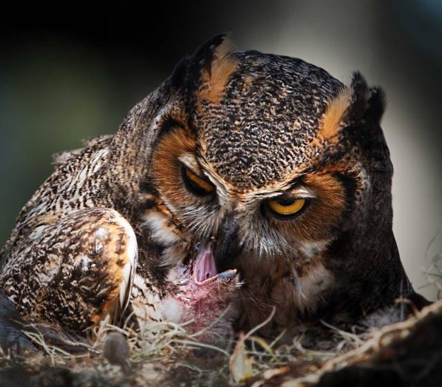 Female-Great-Horned-Owl-Feeding-Its-Newly-Hatched-Owlet