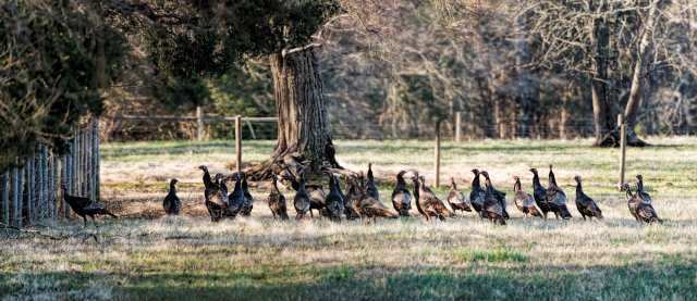 Turkeys-at-Merrimac-Farm-WMA
