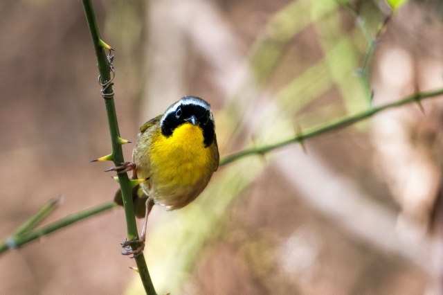 Common-Yellow-throat-Warbler-4