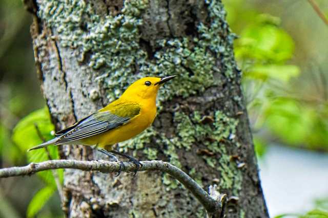 Prothontary-Warbler-at-LSP