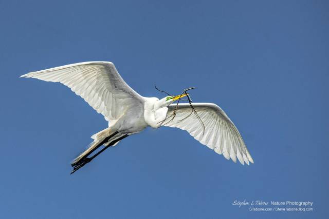 Great-Egret-Flying-with-Nesting-Material-wL