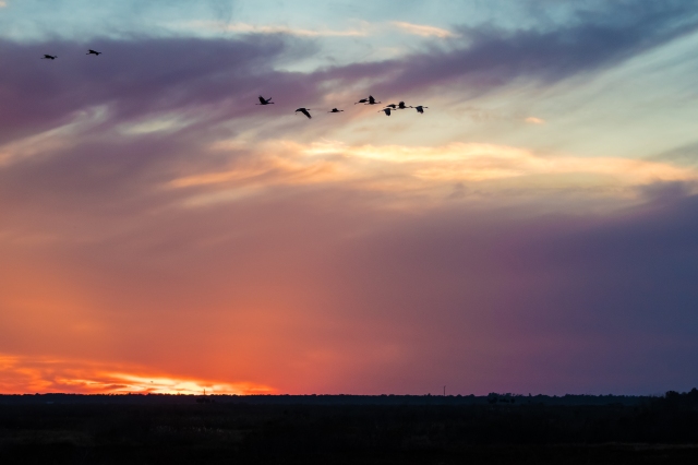 cranes-on-the-prairie-at-sunset-4