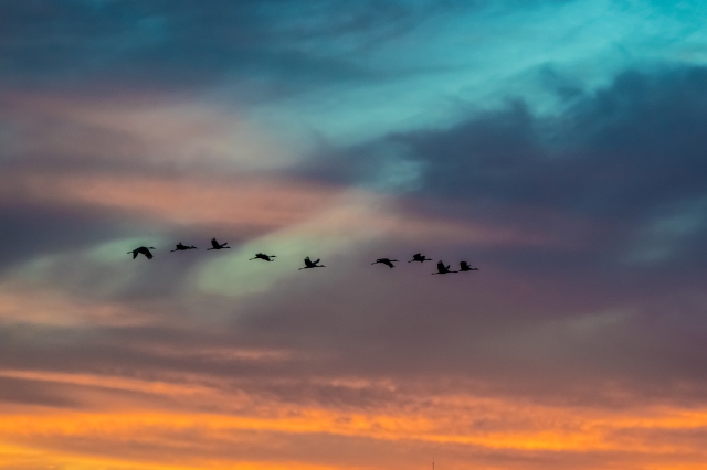 cranes-on-the-prairie-at-sunset